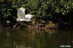 Aigrette garzette